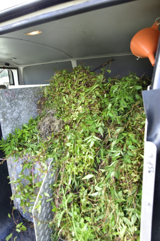 Die großen Mengen an Biomasse wurden fachgerecht entsorgt.