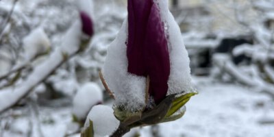 Magnolie mit einer Schneemütze Magnolie mit einer Schneemütze