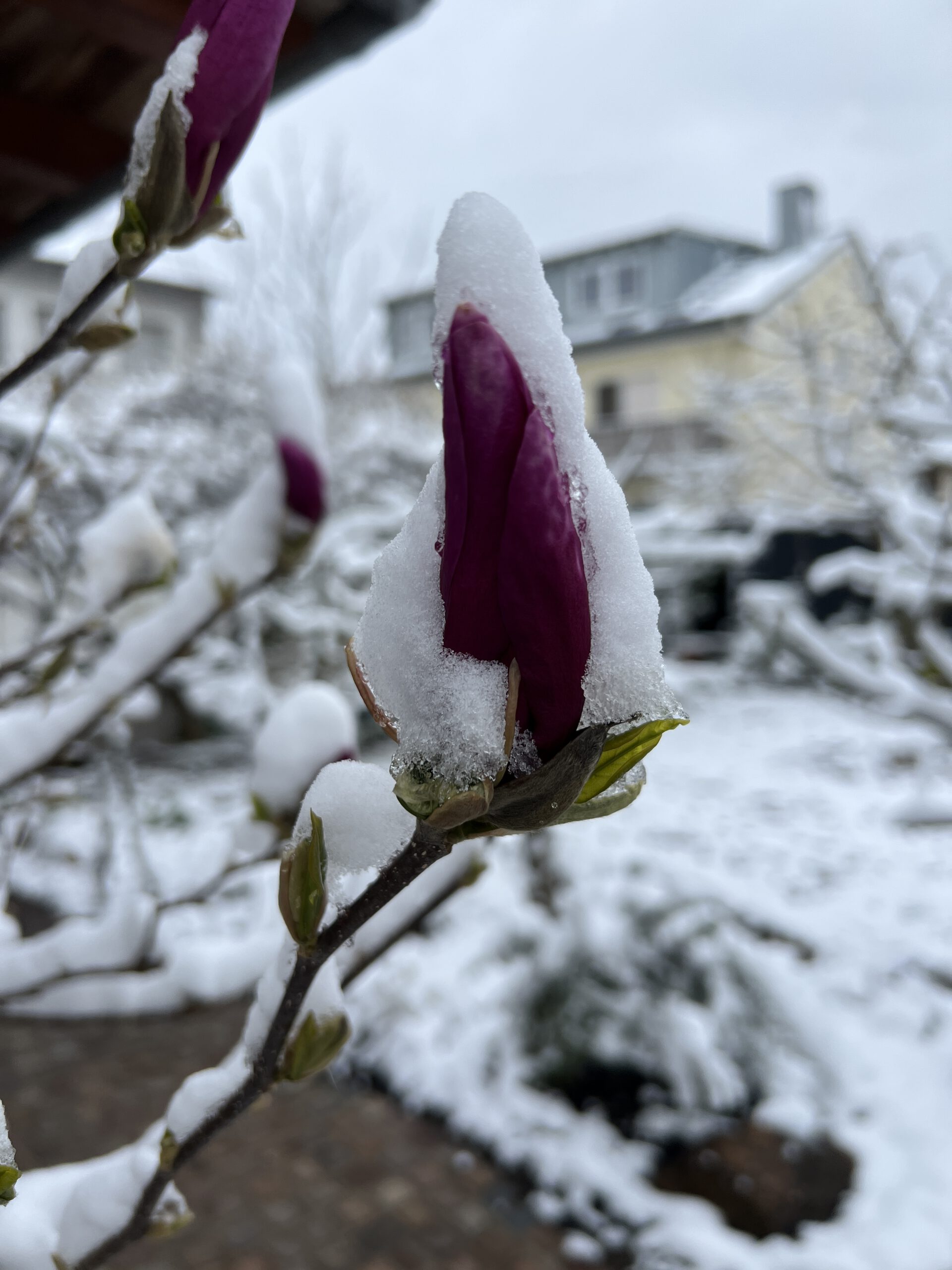 Magnolie mit einer Schneemütze