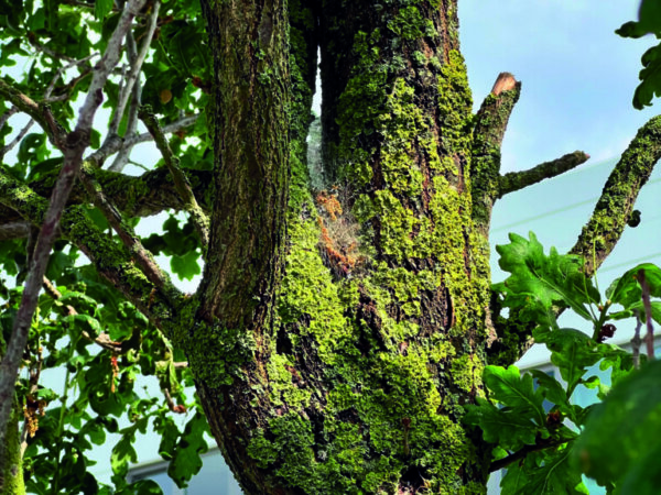 eps-befall-baumgabel