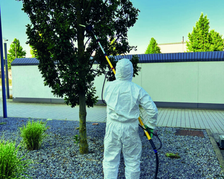 eps-bekaempfung-saeuleneiche