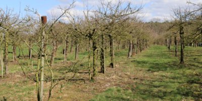Obstbaumwiese Obstbaumwiese